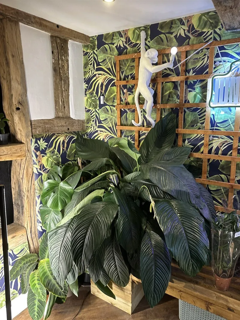 OH SHOOT! PLANTS in Congleton