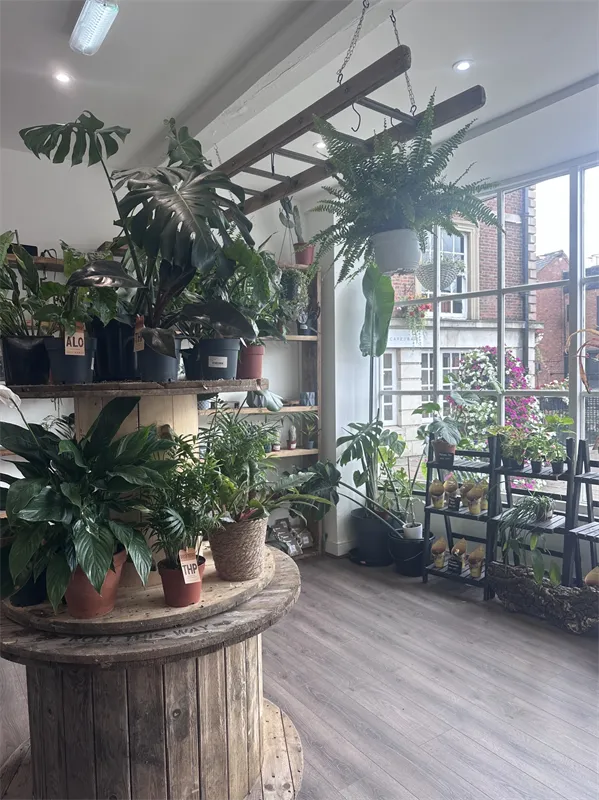 OH SHOOT! PLANTS in Congleton